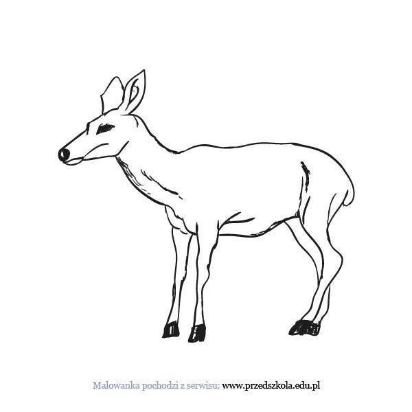 Sarna kolorowanki